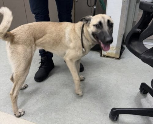 Photo of Mallory, adoptable Belgian Shepherd Malinois in Van Nuys, California