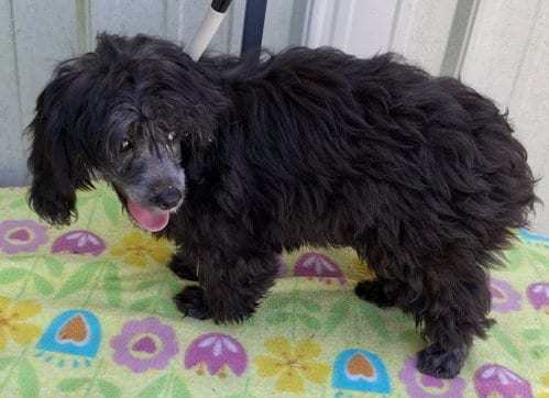 Photo of Onyx, adoptable Maltese in Mountain View, Missouri