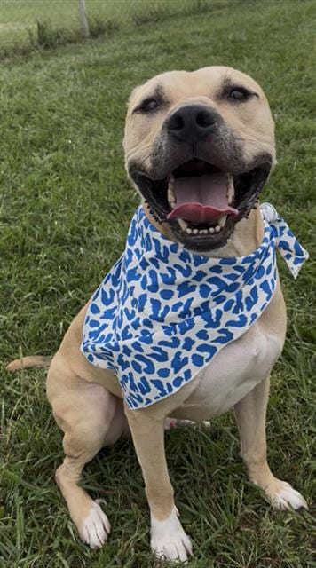 Photo of Zeus, adoptable Pit Bull Terrier in Rosenberg, Texas