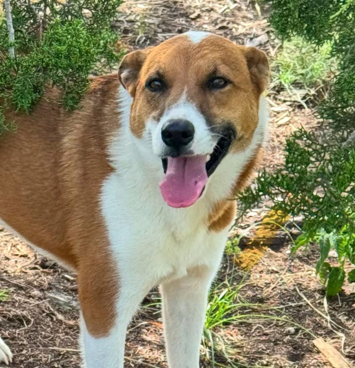 Photo of Dawn / Lolo, adoptable Border Collie in Egg Harbor City, New Jersey