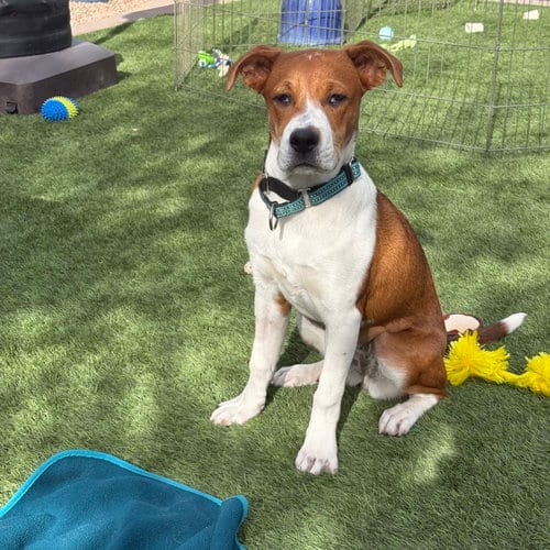 Photo of Lacie #2, adoptable Beagle in Chandler, Arizona