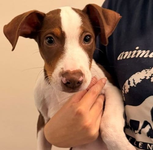 Photo of Forrest, adoptable Unknown breed in Rancho Santa Fe, California