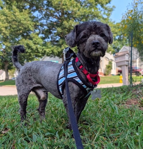 Photo of Sweet Pepper, adoptable Maltese in Holly Springs, North Carolina