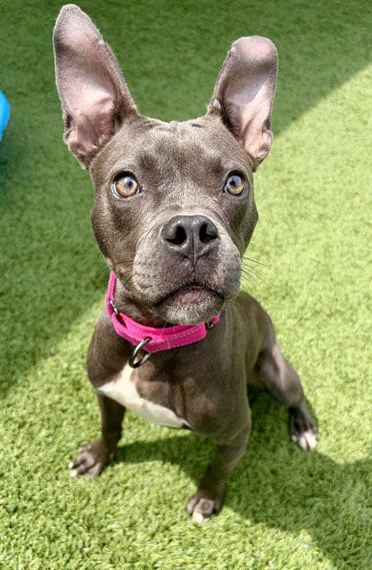 Photo of Dorothy, adoptable Pit Bull Terrier in Statesville, North Carolina