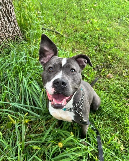Photo of Minnie, adoptable Pit Bull Terrier in Williamsburg, Iowa