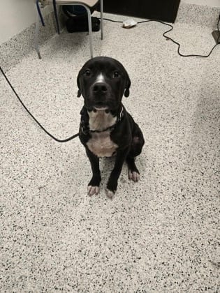 Photo of Lucas, adoptable dog in Atlanta, Georgia