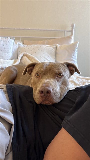 Photo of Jackson, adoptable American Pit Bull Terrier in Phoenix, Arizona
