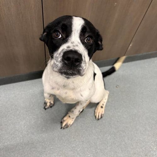 Photo of Poppy, adoptable Australian Cattle Dog/Blue Heeler in Baytown, Texas
