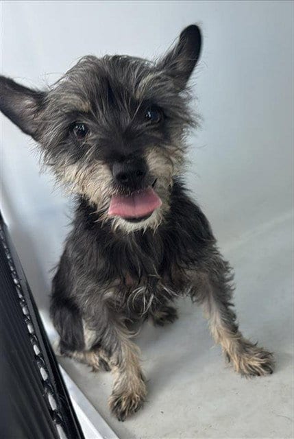 Photo of A663260, adoptable Yorkshire Terrier Yorkie in Houston, Texas