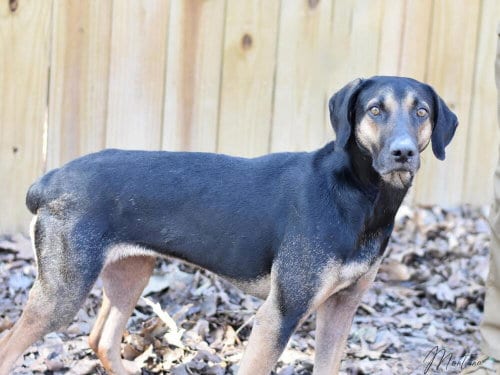Photo of Montana, adoptable Labrador Retriever in Brewster, New York
