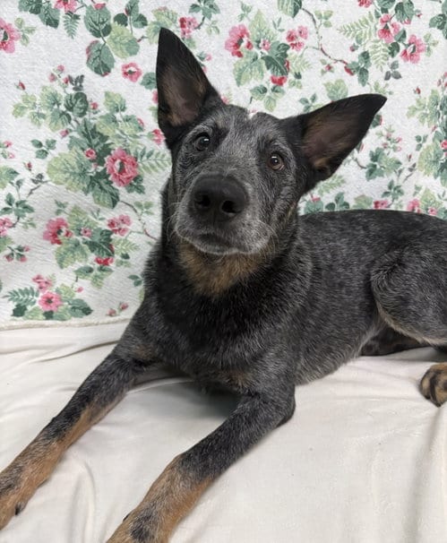 Photo of Levi, adoptable Australian Cattle Dog/Blue Heeler in Wetumpka, Alabama
