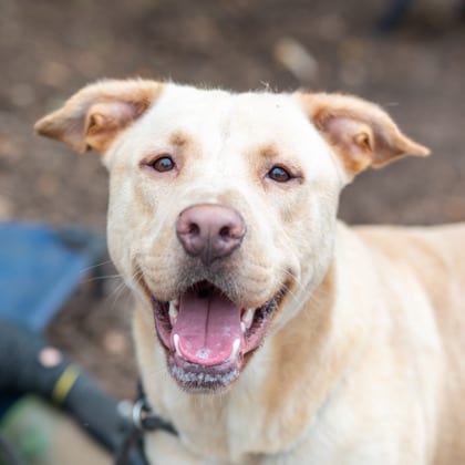 Photo of Sosa, adoptable dog in Chamblee, Georgia