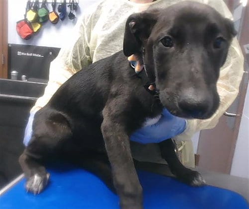 Photo of Betty, adoptable Labrador Retriever in Phoenix, Arizona