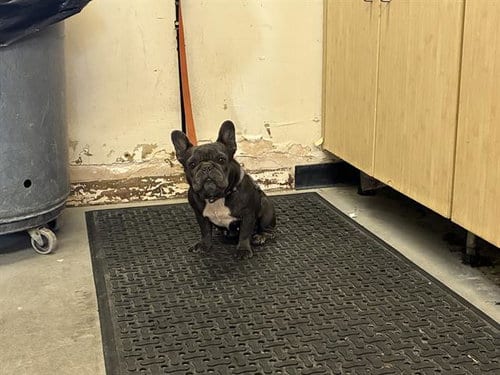 Photo of Miley, adoptable French Bulldog in Camarillo, California