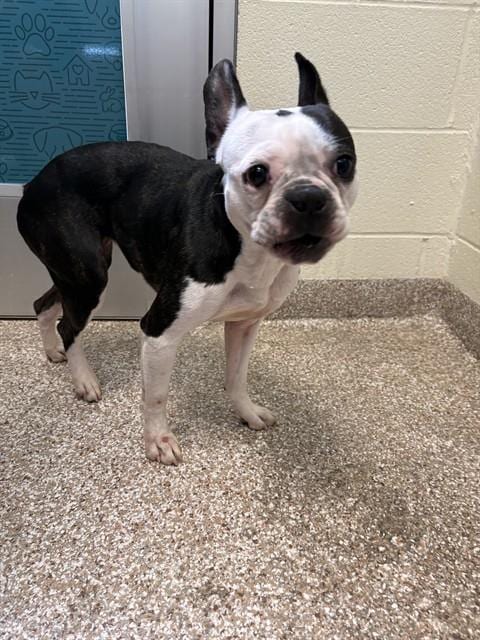 Photo of Cora, adoptable Boston Terrier in Pueblo, Colorado