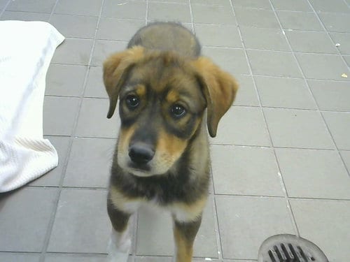 Photo of Gina, adoptable German Shepherd Dog in Albuquerque, New Mexico