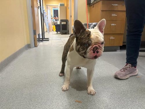 Photo of Mammoth, adoptable French Bulldog in Orange, California