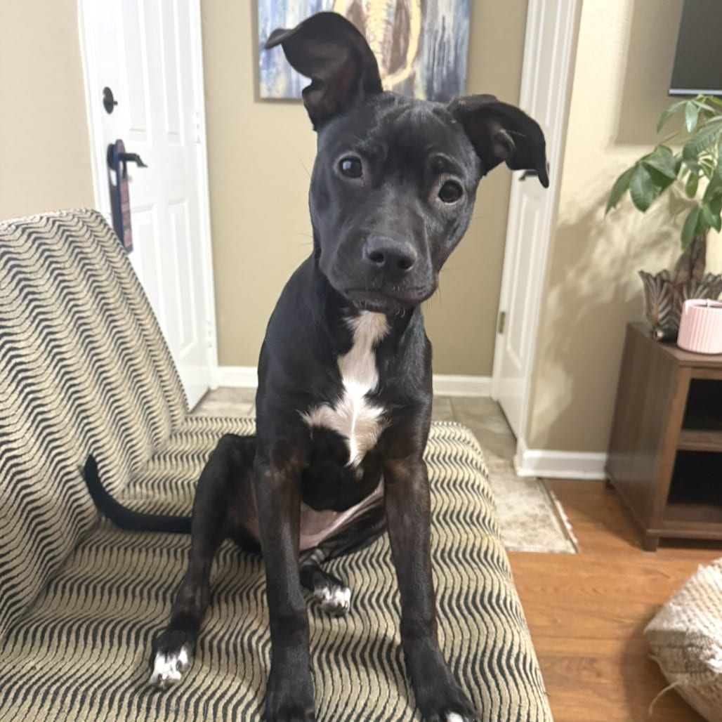 Photo of Mikayla aka Mikki, adoptable Mixed Breed (Small)