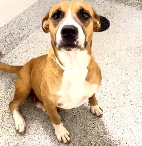 Photo of Betty, adoptable Pit Bull Terrier in Houston, Texas