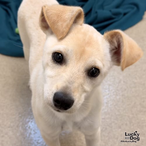 Photo of Marabella, adoptable Labrador Retriever in Washington, District of Columbia