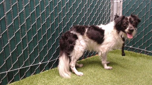 Photo of Penn, adoptable Chihuahua in Downey, California