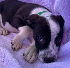 Photo of Roper, adoptable Australian Cattle Dog/Blue Heeler in Redwood City, California
