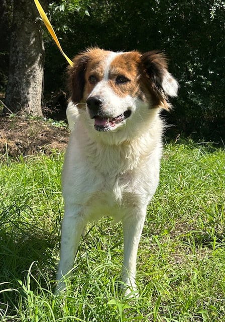 Photo of Hildegard, adoptable Australian Shepherd in Wetumpka, Alabama