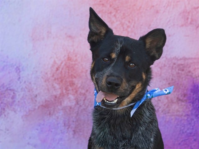 Photo of Turbo, adoptable Lancashire Heeler in Chandler, Arizona