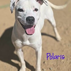 Photo of Polaris, adoptable Labrador Retriever American Pit Bull Terrier in California City, California