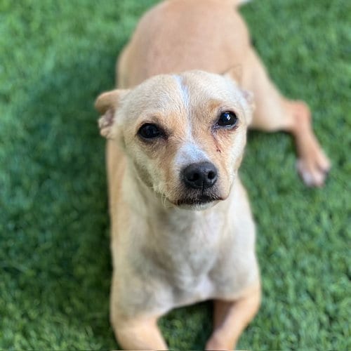 Photo of Perry, adoptable Chihuahua in Burlingame, California