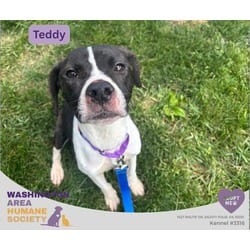 Photo of Teddy, adoptable Beagle in Eighty Four, Pennsylvania