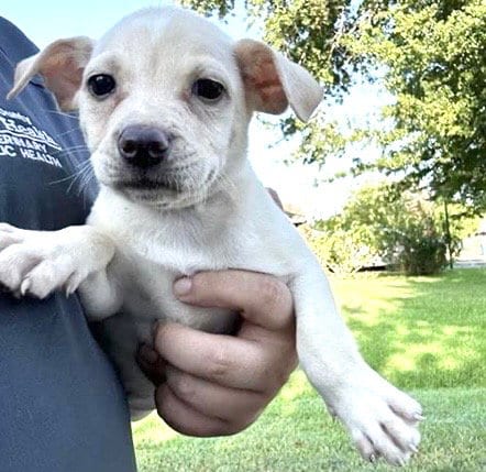 Photo of A661931, adoptable Labrador Retriever in Houston, Texas