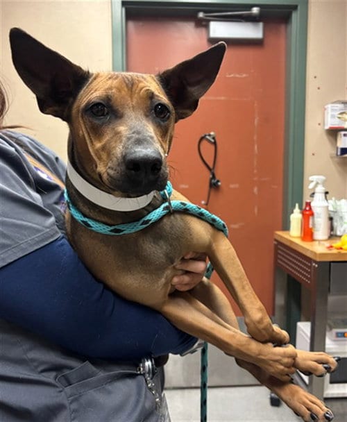Photo of Daphne, adoptable Mexican Hairless in Rancho Cucamonga, California