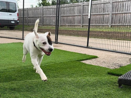 Photo of Dr. Seuss, adoptable Pit Bull Terrier in Cedar Rapids, Iowa