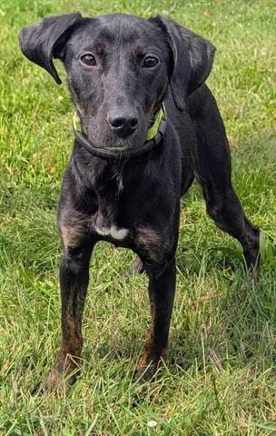 Photo of Wanda, adoptable Labrador Retriever in Akron, Ohio