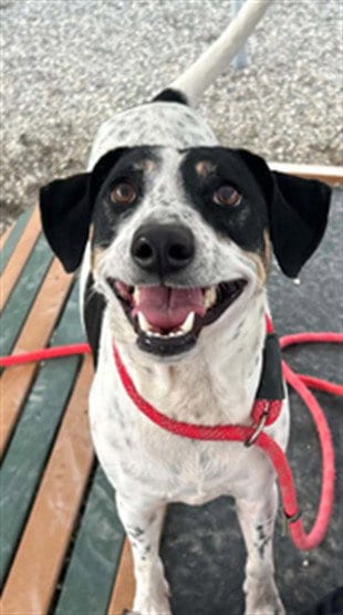 Photo of Cookie, adoptable Treeing Walker Coonhound in Palmetto, Florida