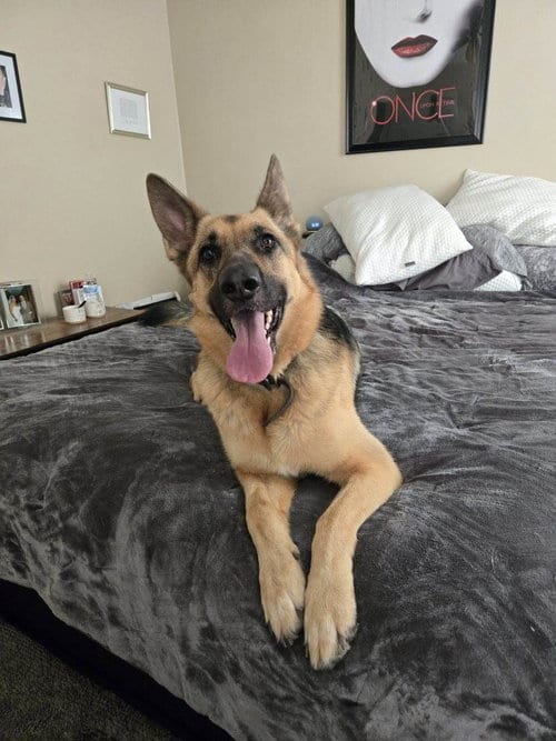 Photo of Sophie, adoptable German Shepherd Dog in Virginia Beach, Virginia