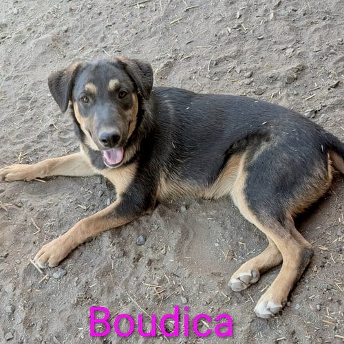 Photo of Boudica, adoptable Shepherd in Yreka, California