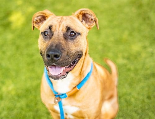 Photo of Red, adoptable Mastiff in San Jose, California