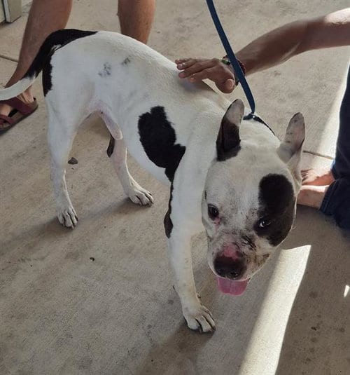 Photo of Biggs, adoptable American Staffordshire Terrier in San Antonio, Texas