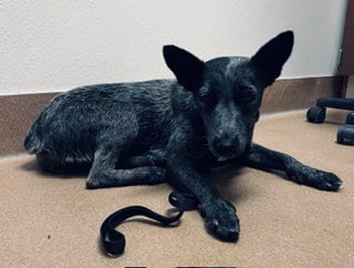 Photo of Sapphire, adoptable Queensland Heeler in Norco, California