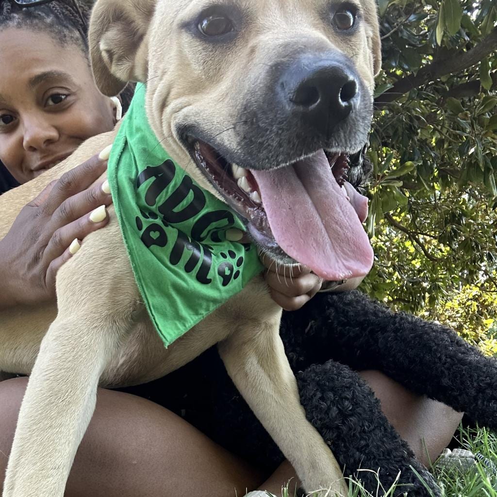 Photo of Louise, adoptable Mixed Breed (Medium)