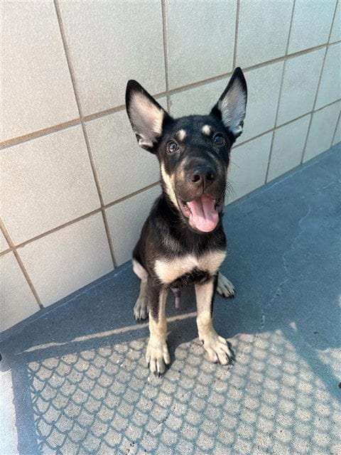 Photo of Pacman, adoptable German Shepherd Dog in Corpus Christi, Texas