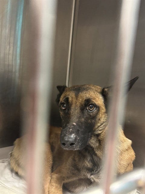 Photo of Mery, adoptable Belgian Shepherd Malinois in Miami, Florida