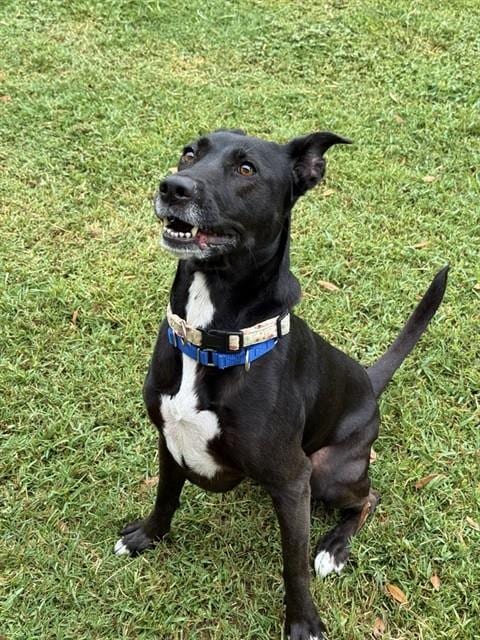 Photo of Petunia, adoptable Labrador Retriever in Sugar Land, Texas