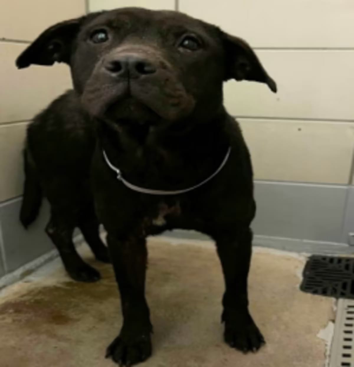 Photo of Carmen, adoptable American Staffordshire Terrier/Labrador Retriever in Syracuse, New York