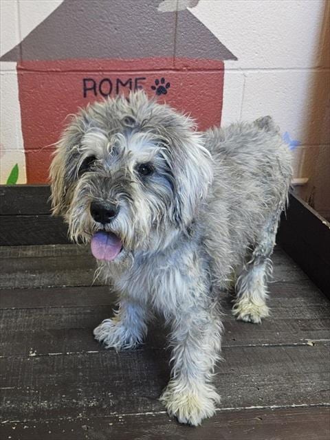 Photo of Myko, adoptable Miniature Schnauzer in Castaic, California