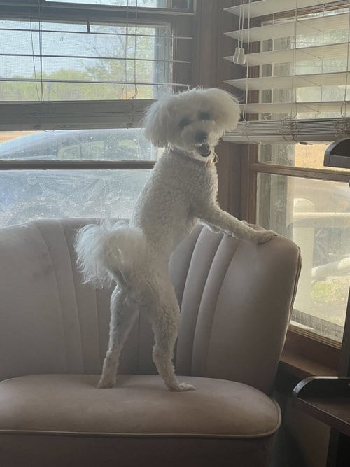 Photo of Mila, adoptable Bichon Frise in Bangs, Texas