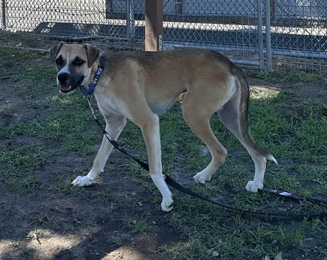 Photo of Senior Shepherd, adoptable Shepherd in Devore, California