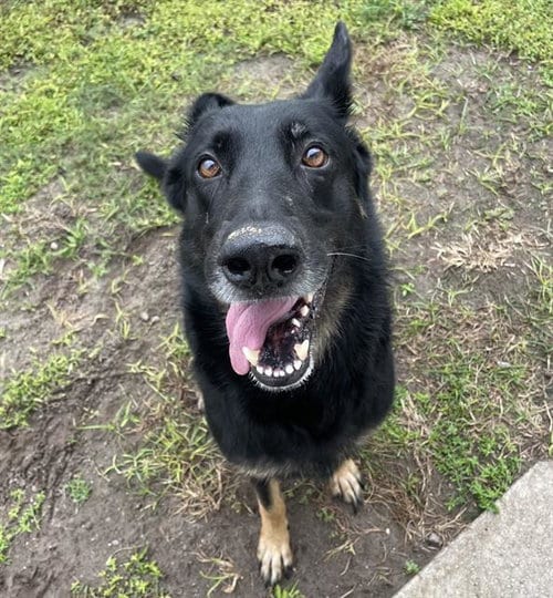 Photo of Shiloh, adoptable German Shepherd Dog in Palmetto, Florida